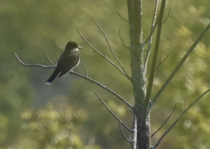 Eastern Kingbird - ML613014941