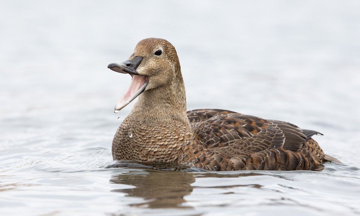 King Eider - ML613014943