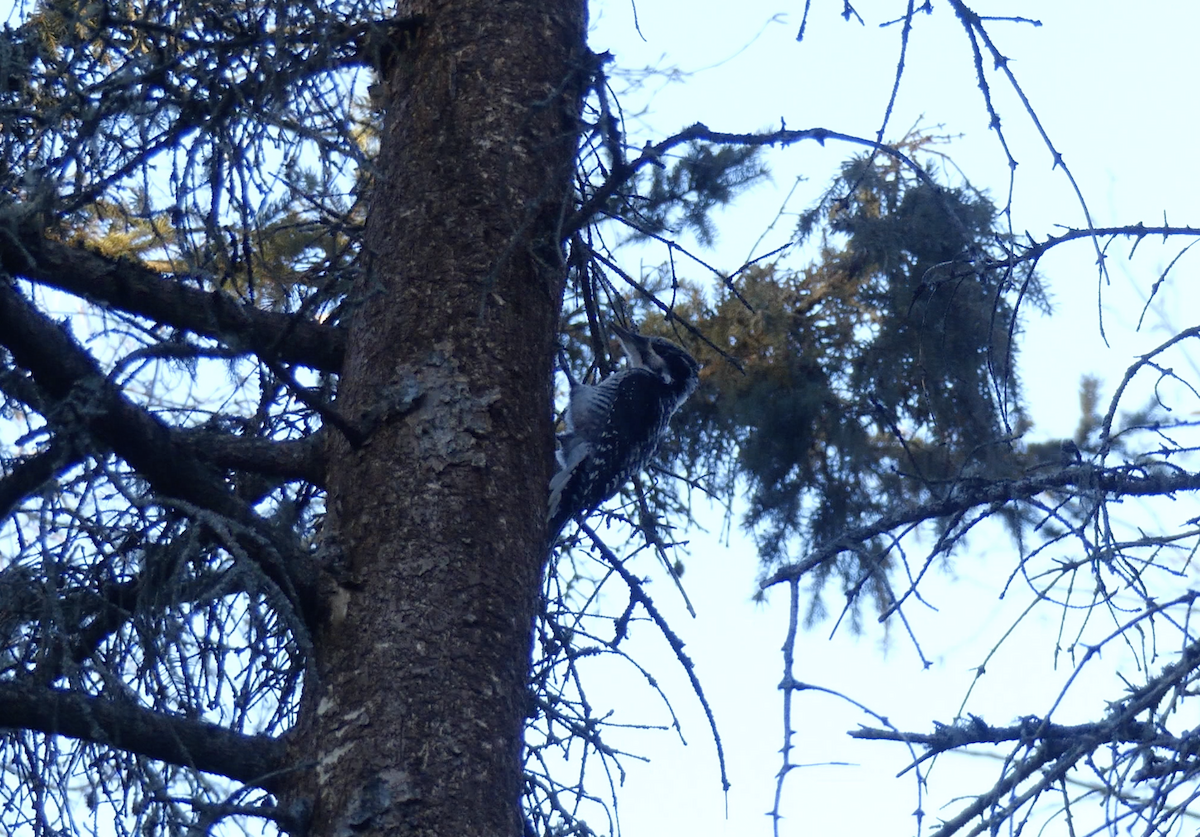 American Three-toed Woodpecker - ML613014958