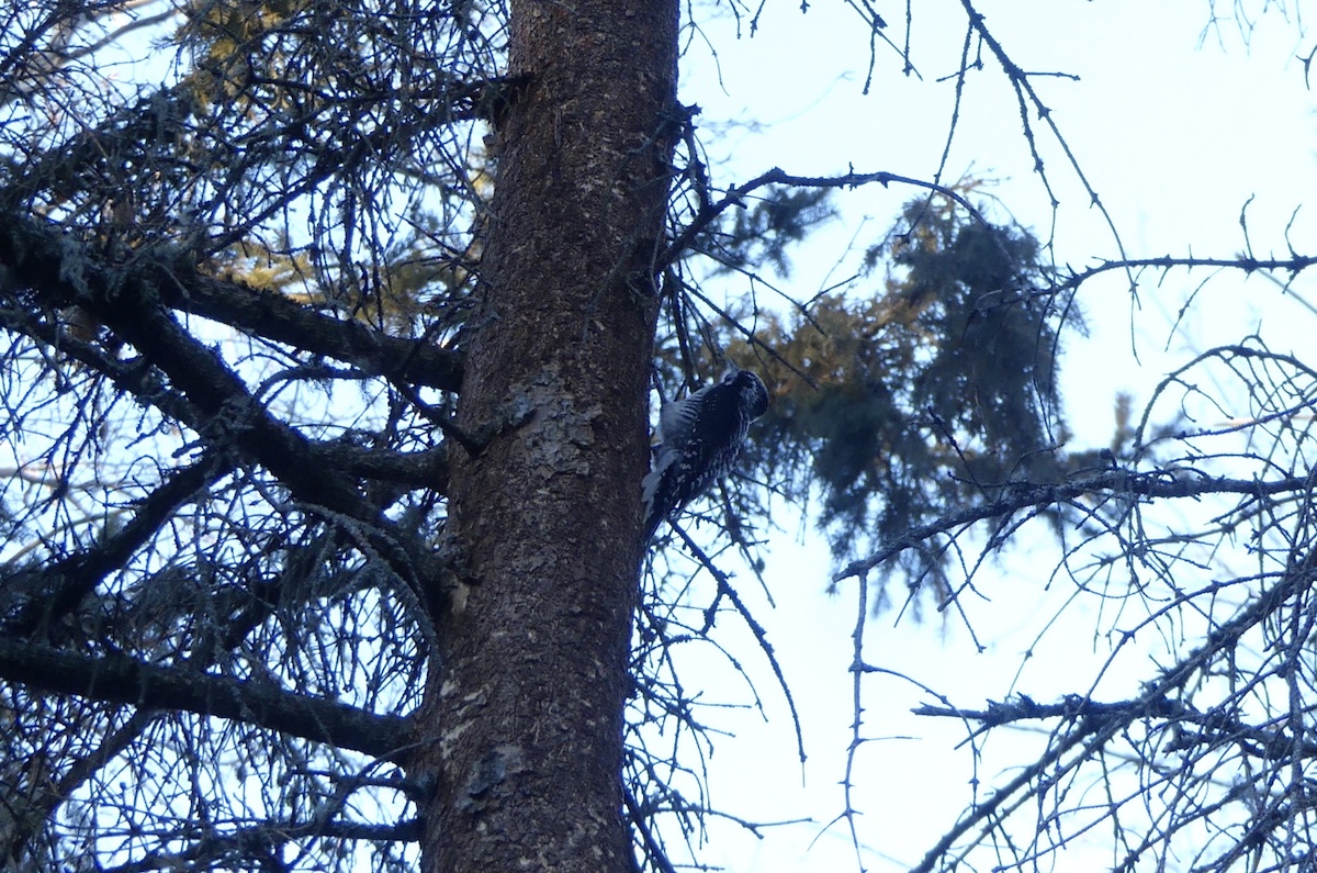 American Three-toed Woodpecker - ML613014960