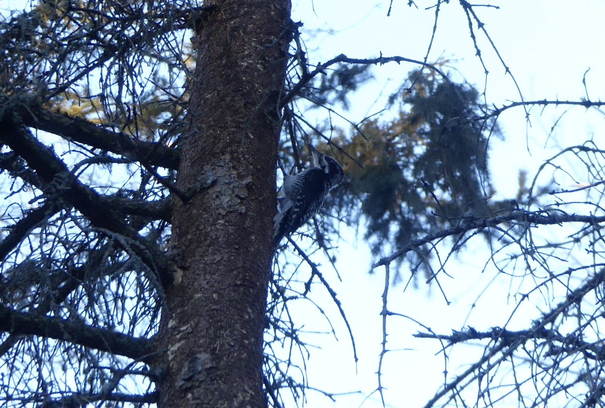 American Three-toed Woodpecker - ML613014961