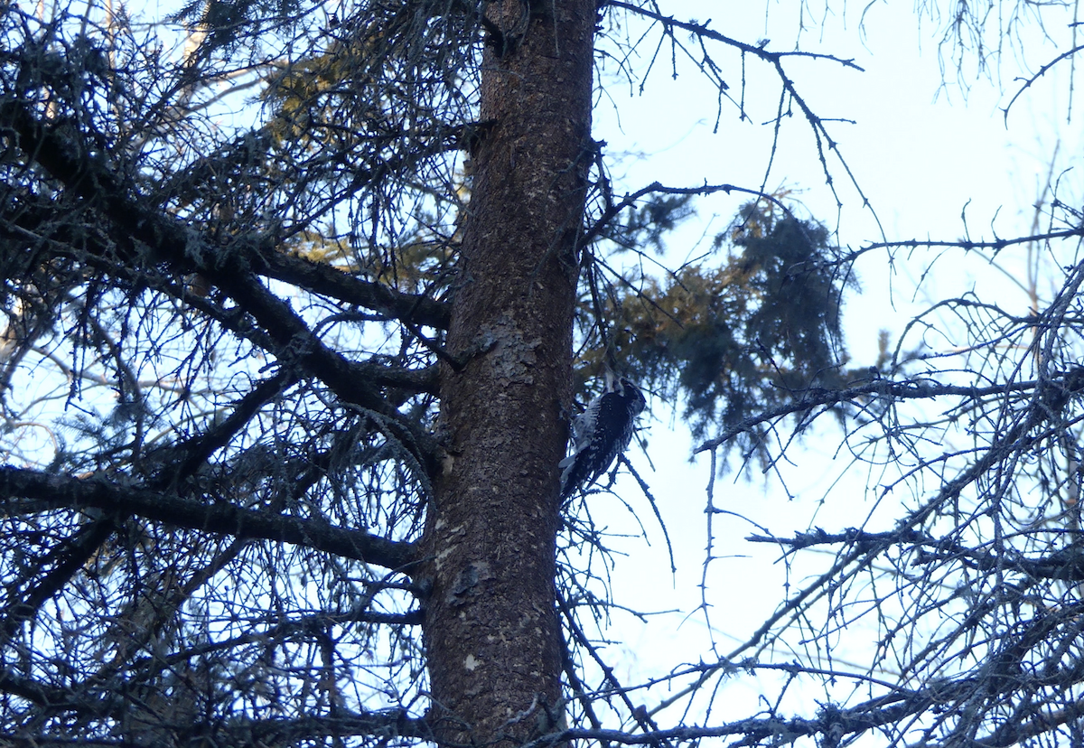 American Three-toed Woodpecker - ML613014963