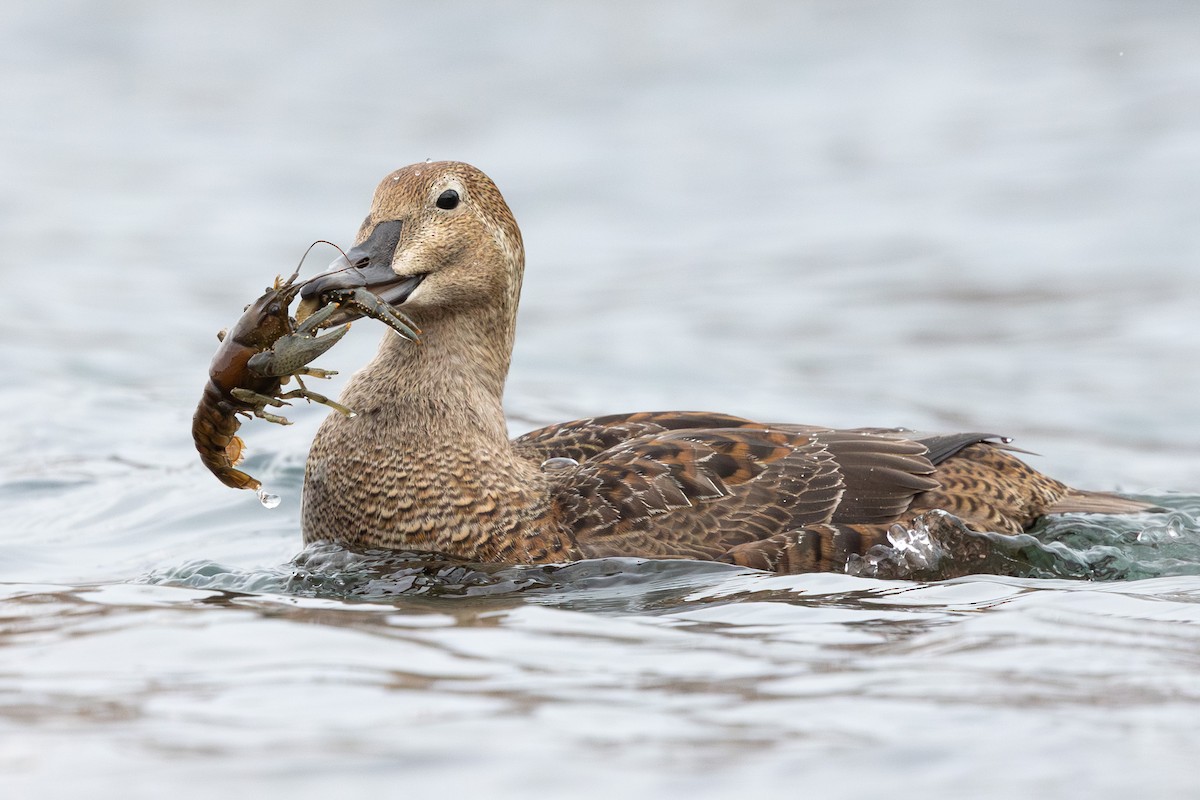 King Eider - ML613014988