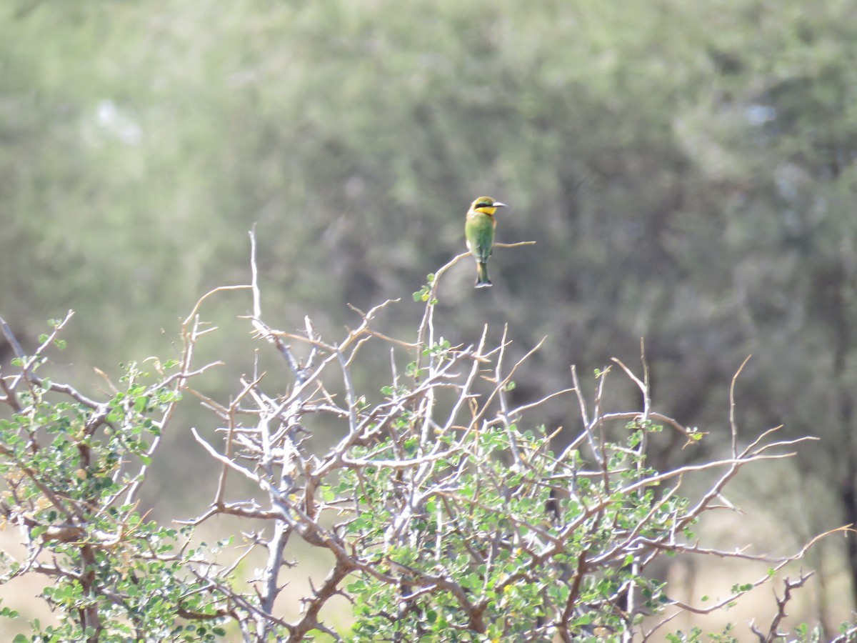 Little Bee-eater - ML613015059