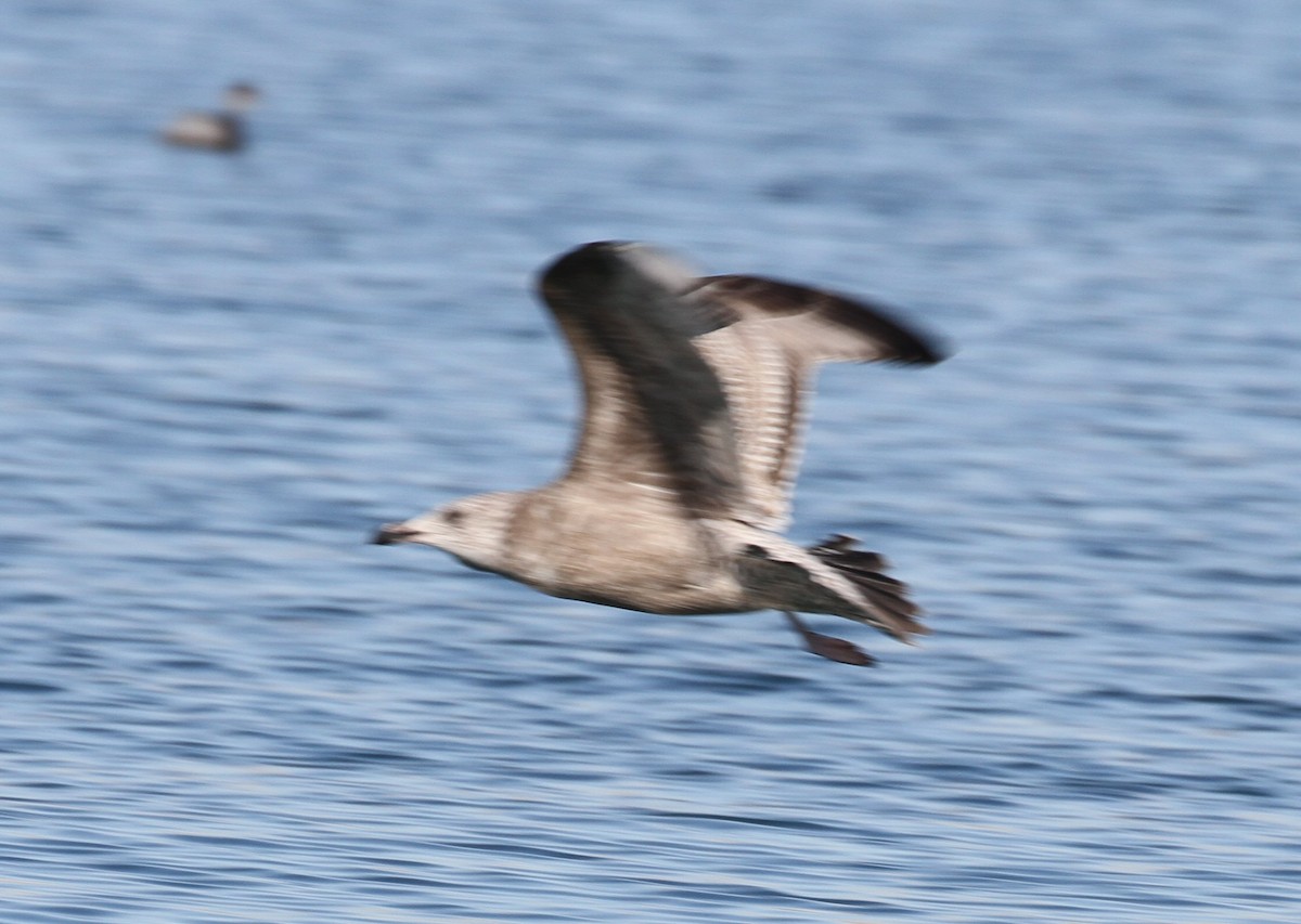 Herring Gull - ML613015127