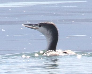 Red-throated Loon - ML613015174