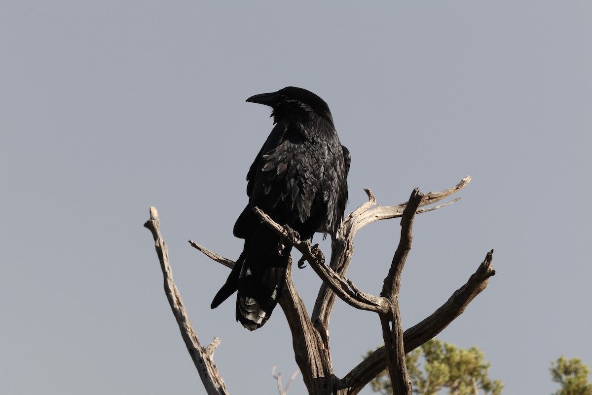 Common Raven - Tracey Chan