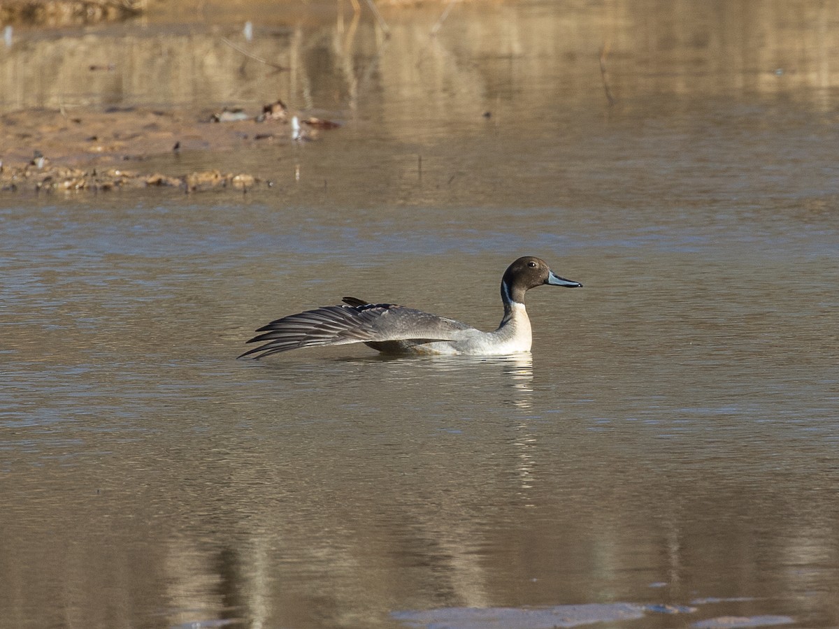 Northern Pintail - Evan Coates