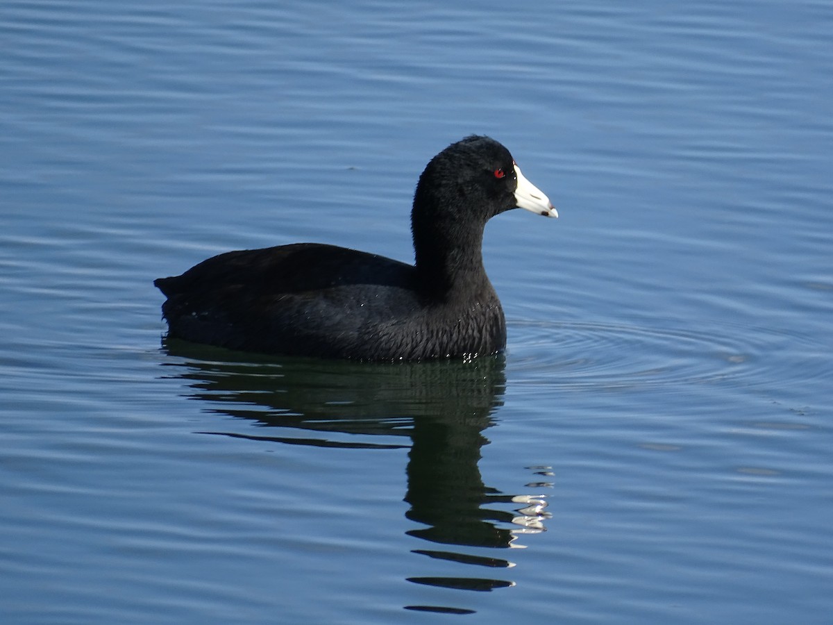 American Coot - Yana Levchinsky