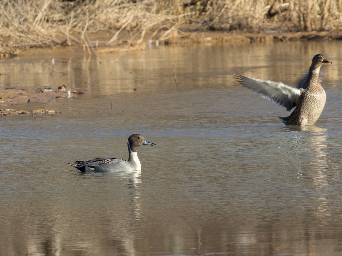 Northern Pintail - ML613015251