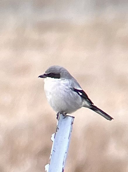 Loggerhead Shrike - ML613015304