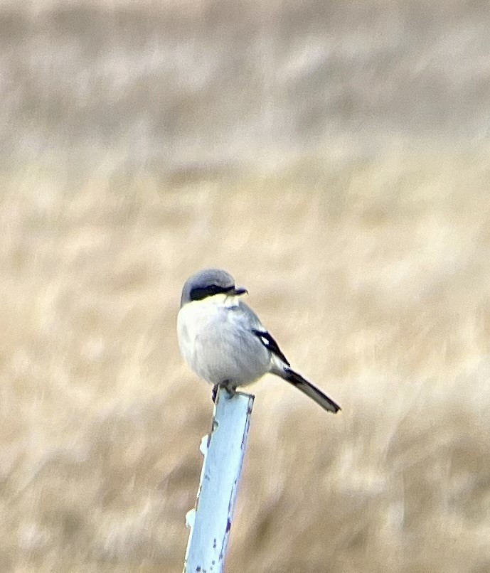 Loggerhead Shrike - ML613015305