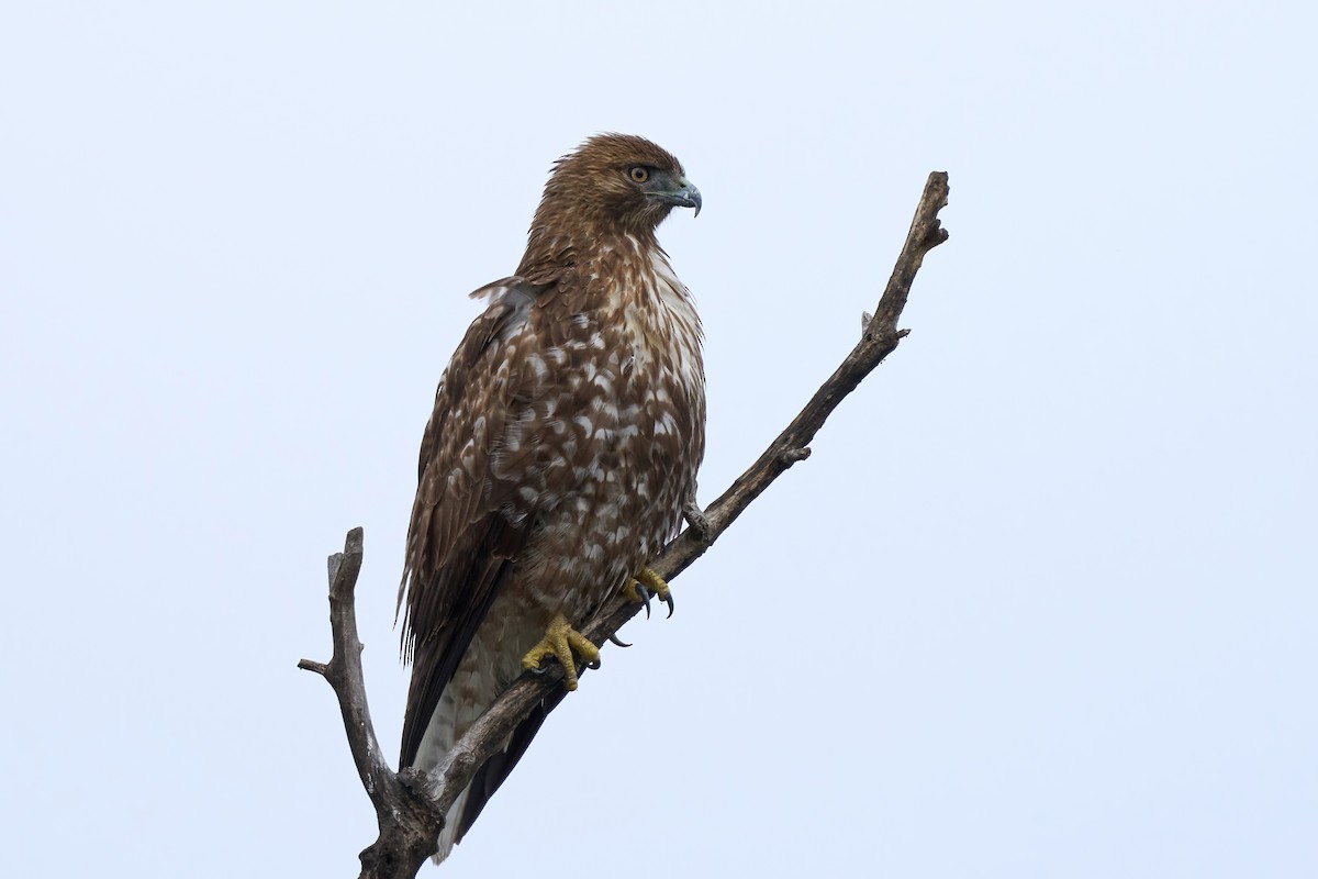 Red-tailed Hawk - ML613015323