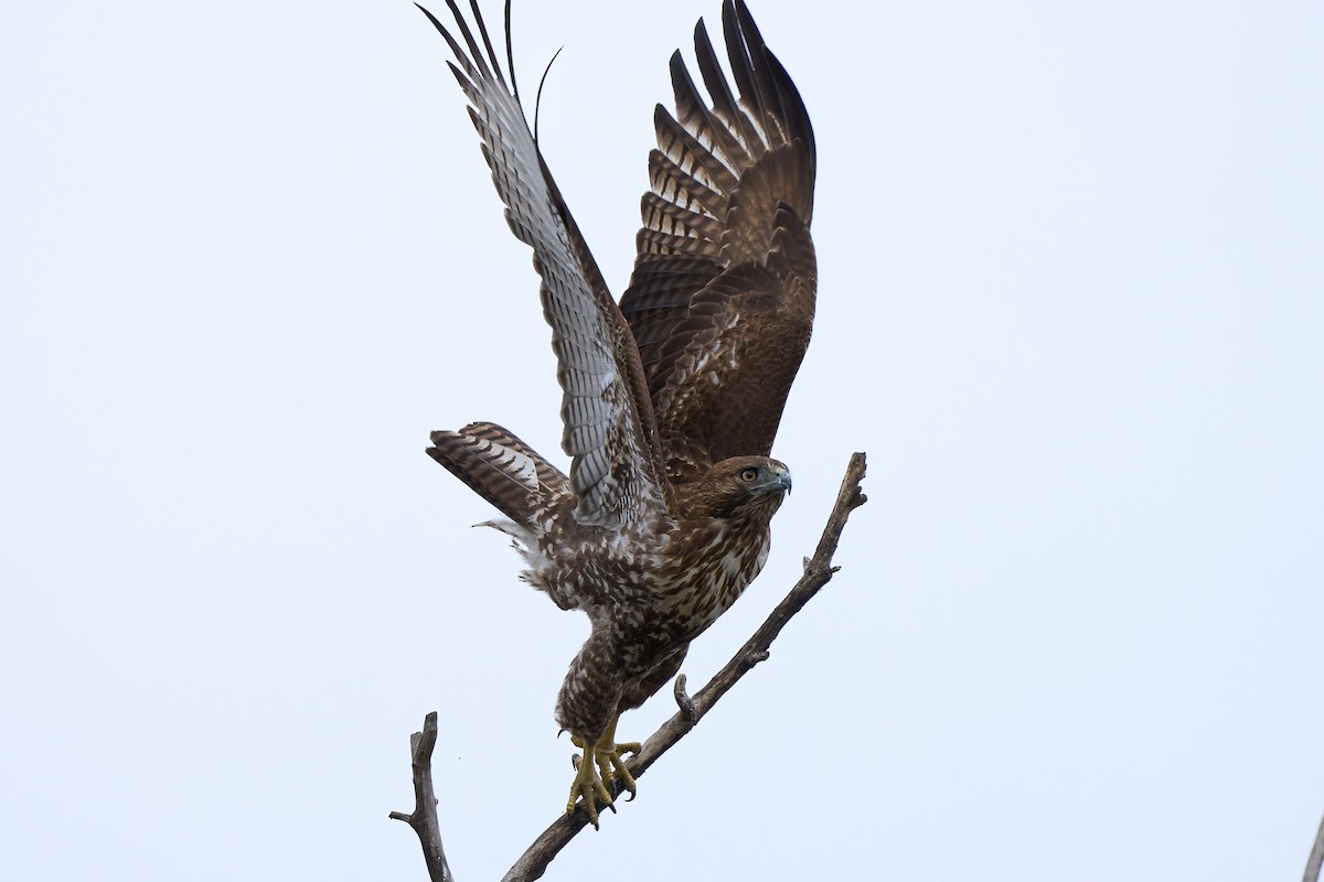 Red-tailed Hawk - ML613015327