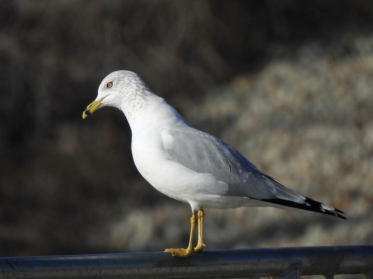 Ring-billed Gull - ML613015384