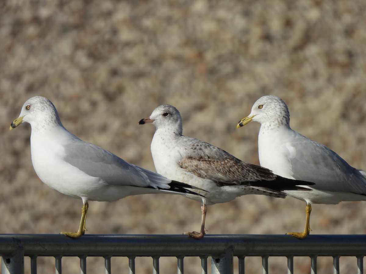 Ring-billed Gull - ML613015385