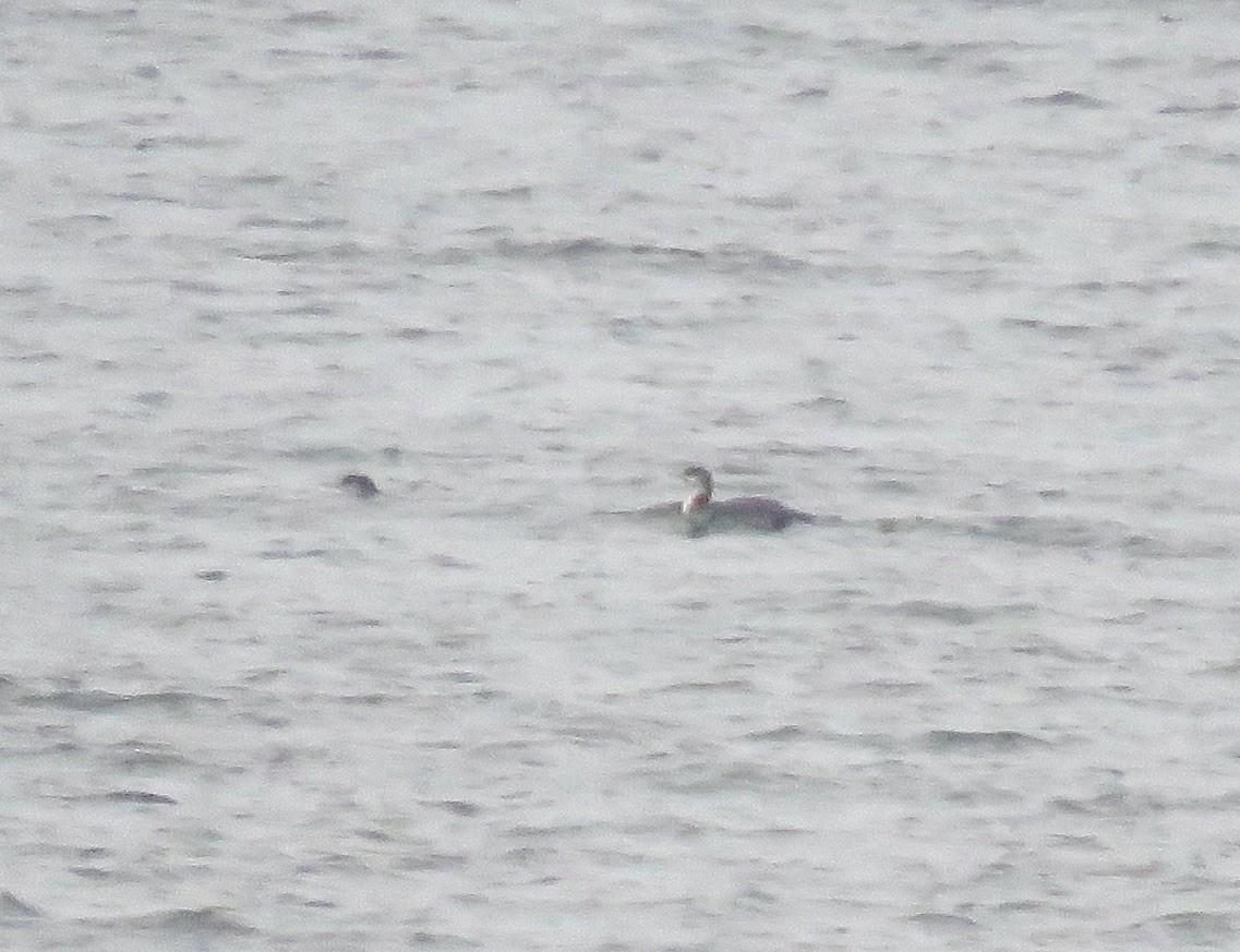 Red-necked Grebe - Jon Peacock