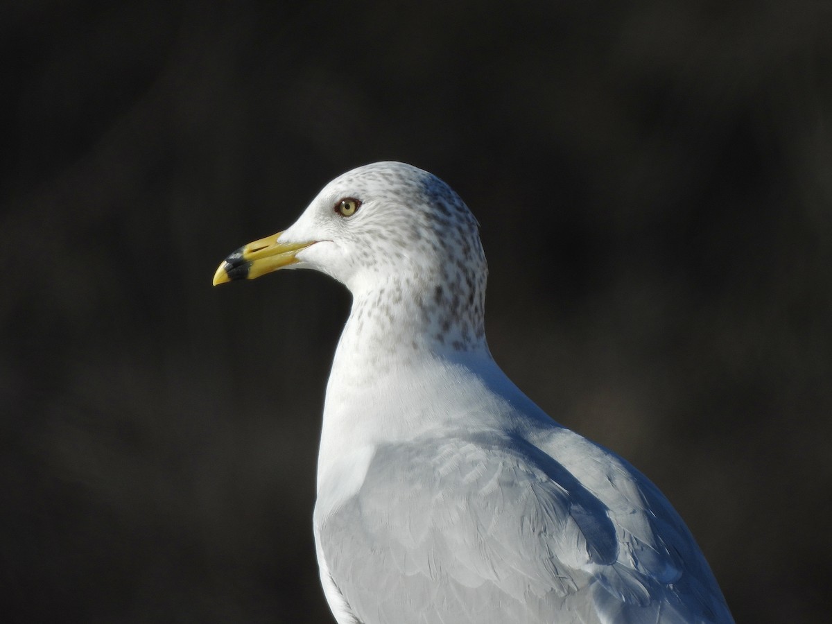 Ring-billed Gull - ML613015454