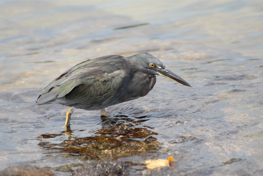 Striated Heron (Galapagos) - ML613015487