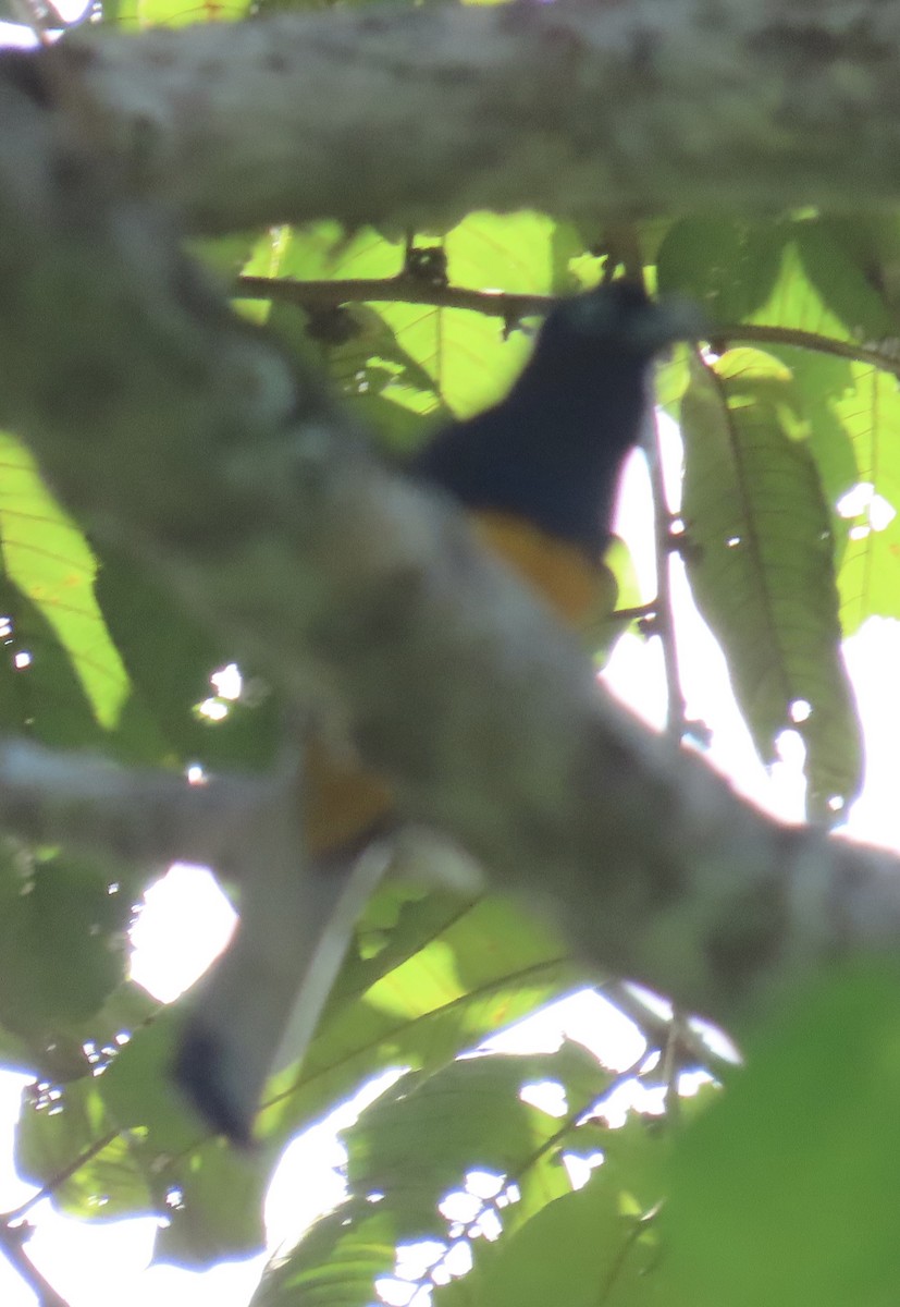 White-tailed Trogon - ML613015525