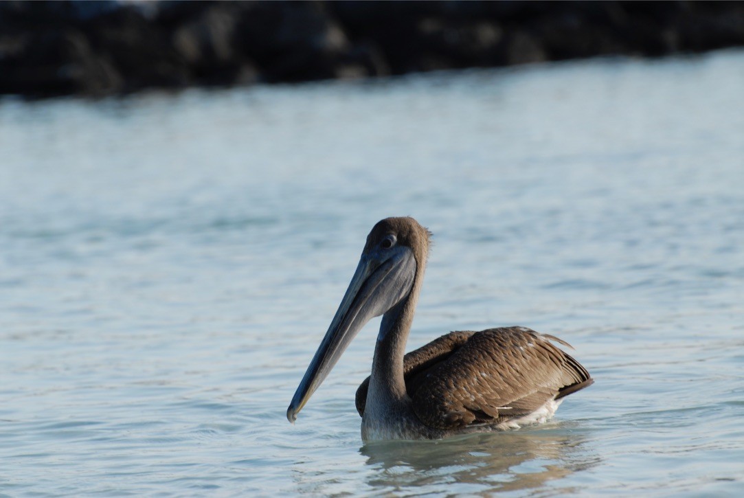 pelikán hnědý - ML613015651