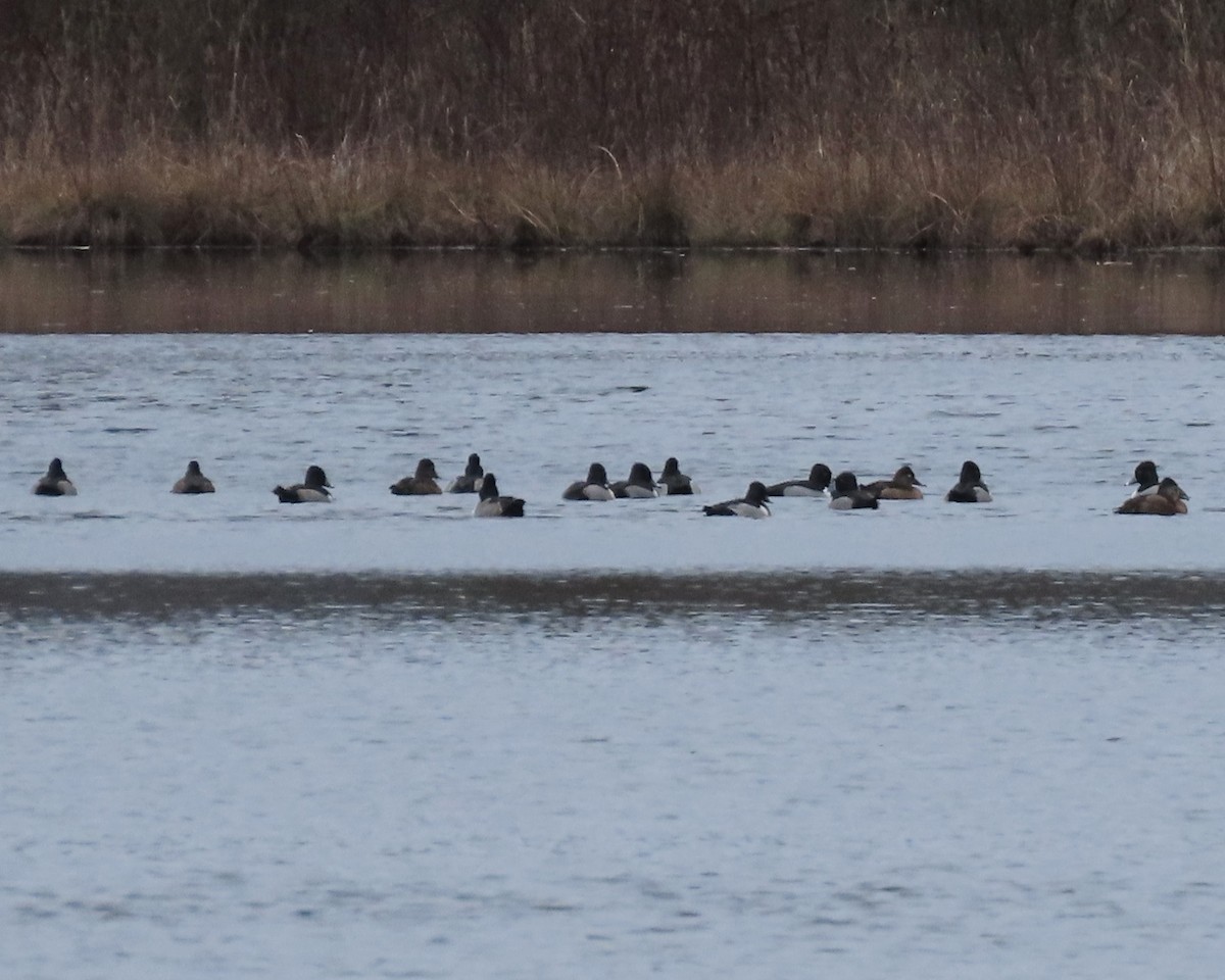 Ring-necked Duck - ML613015705