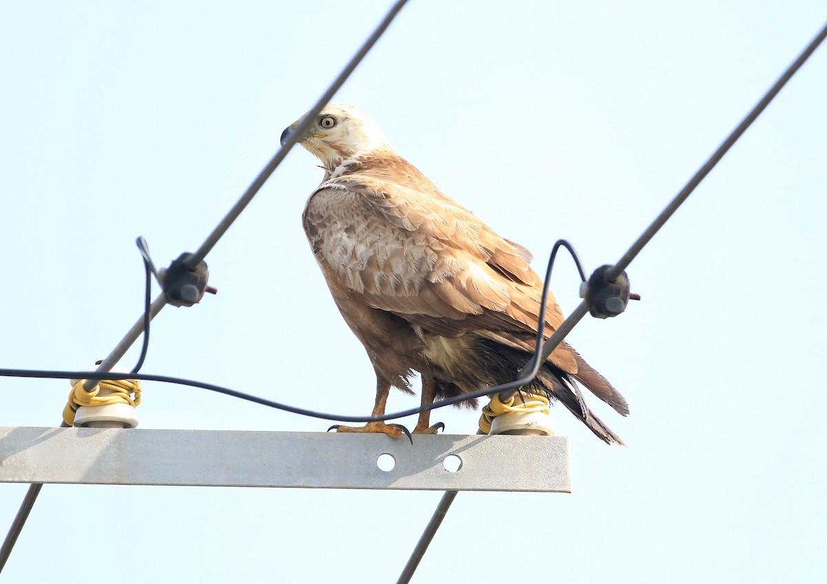 Upland Buzzard - ML613015722