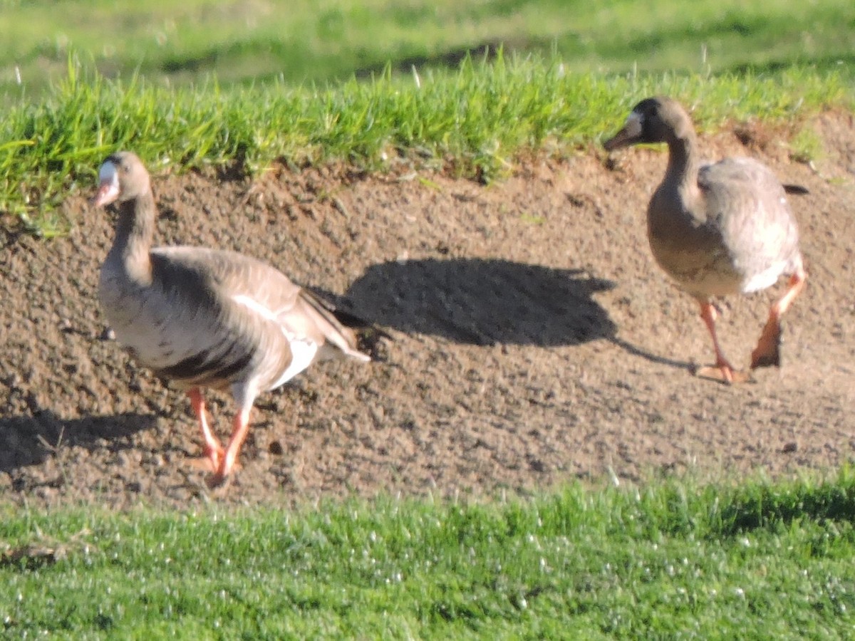 Greater White-fronted Goose - ML613015825