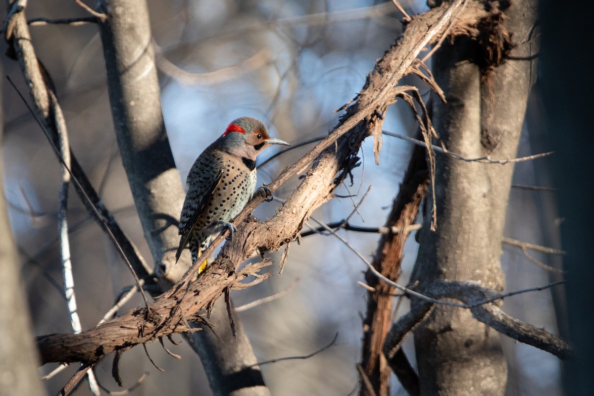 Northern Flicker - Jacquelyn Wells