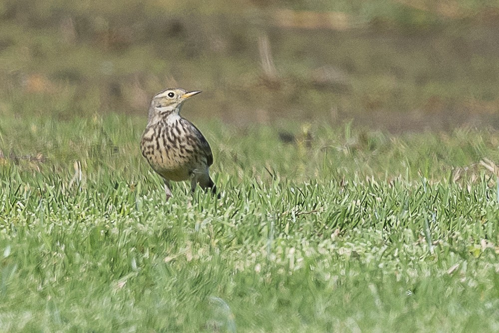 American Pipit - ML613016068