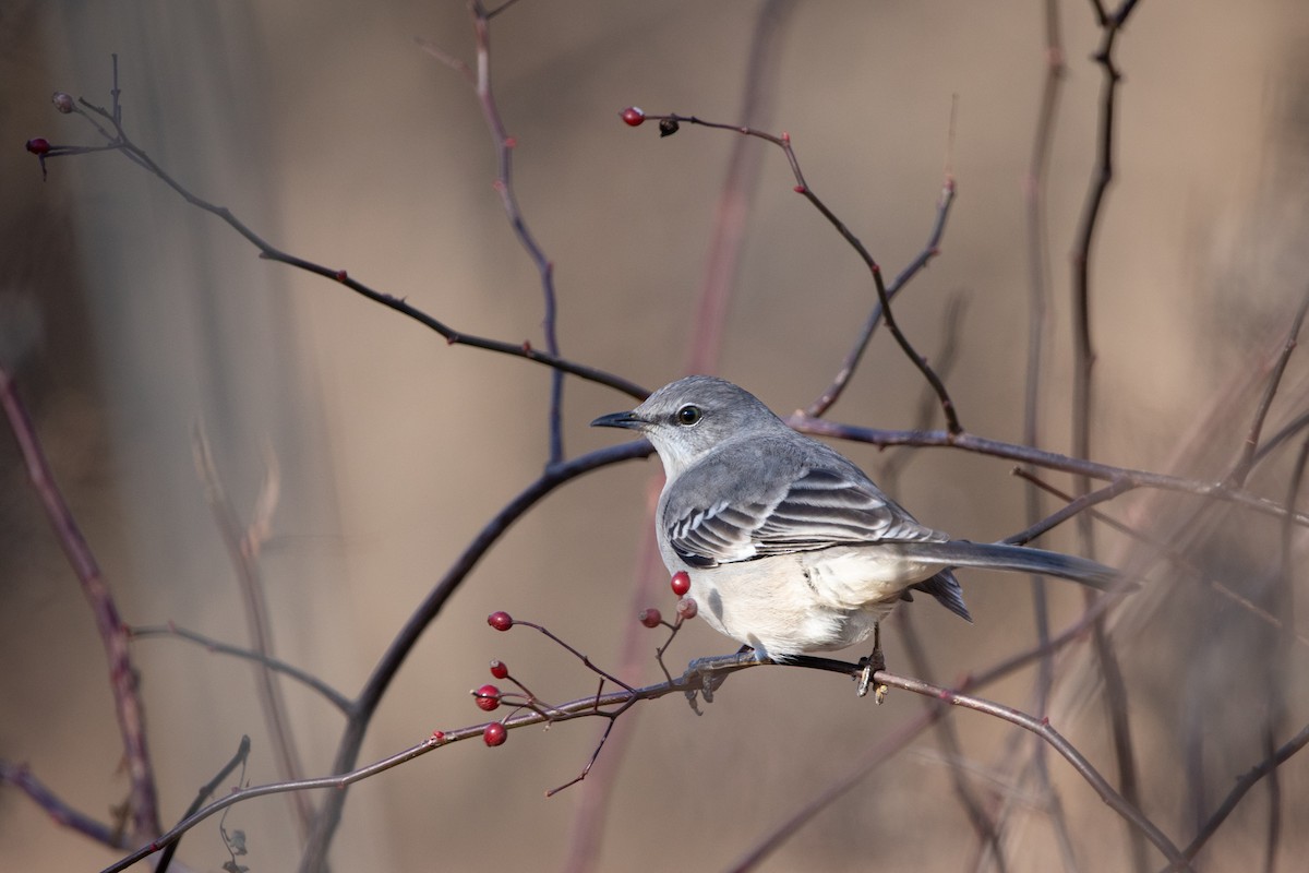 Northern Mockingbird - Jacquelyn Wells