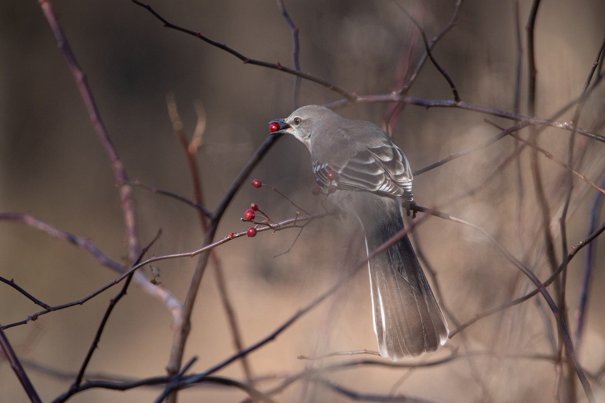 Northern Mockingbird - ML613016079