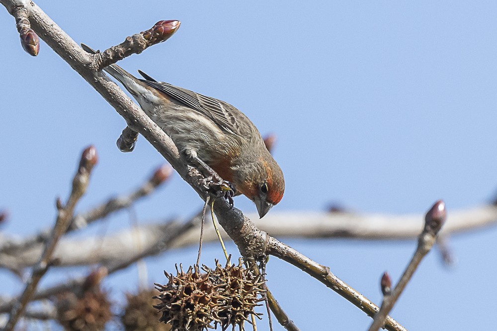 House Finch - ML613016080