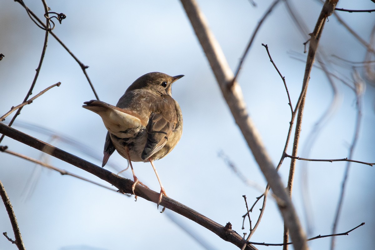 Hermit Thrush - ML613016085