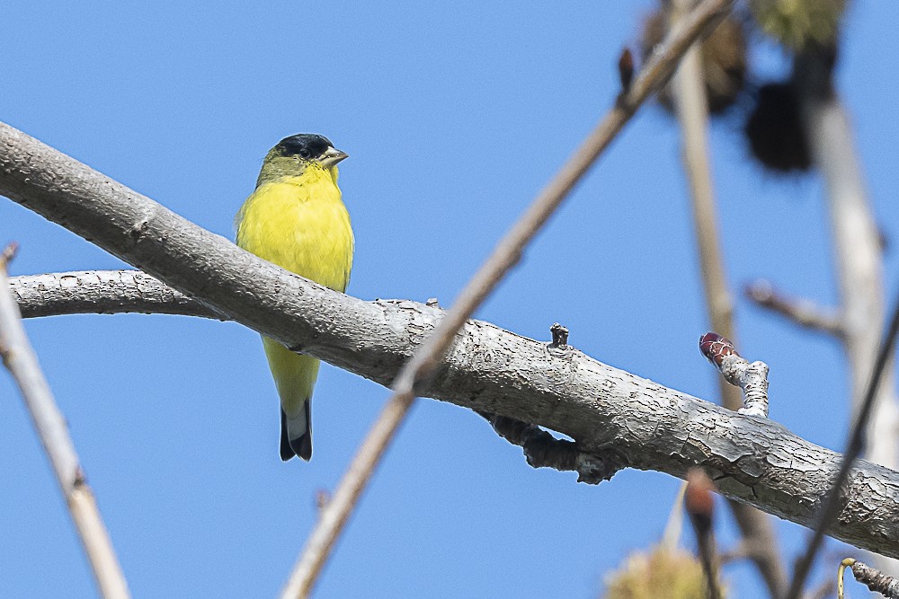 Lesser Goldfinch - ML613016092