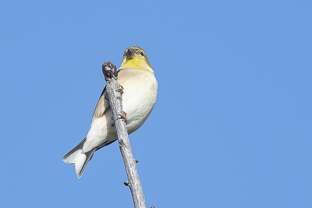 Chardonneret jaune - ML613016102