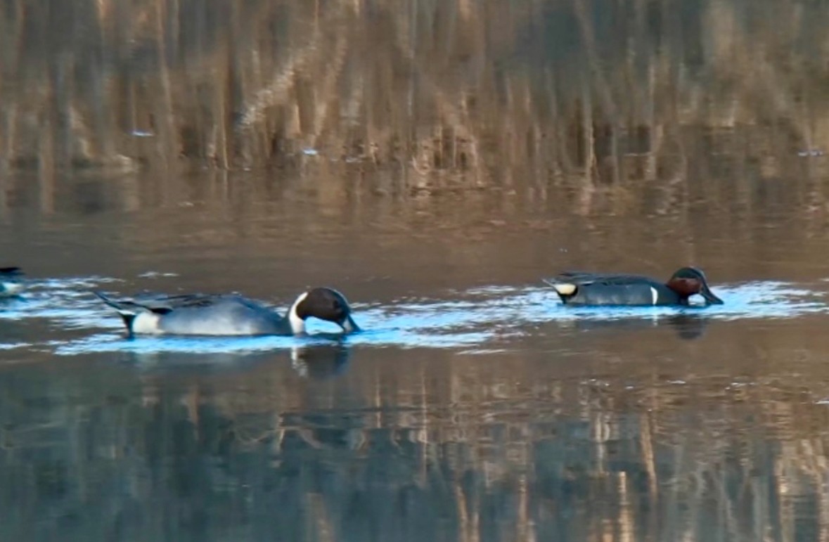 Green-winged Teal - ML613016108