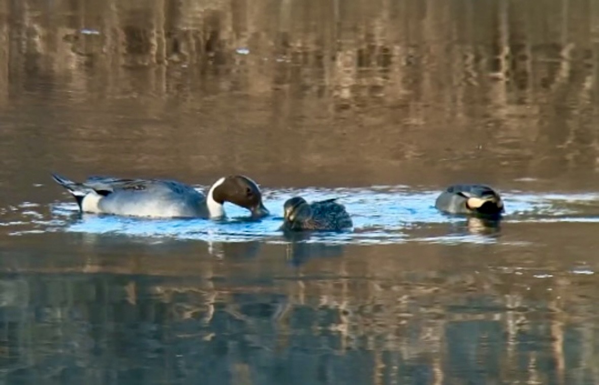 Northern Pintail - ML613016118