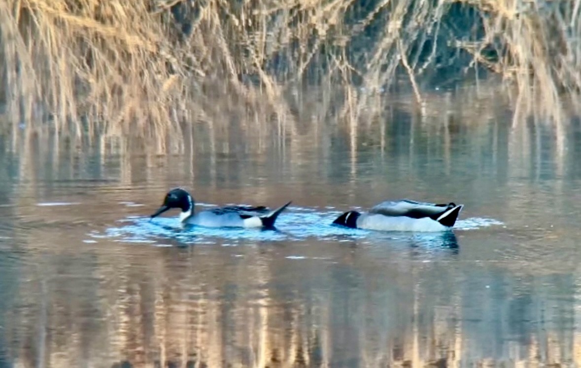 Northern Pintail - ML613016119