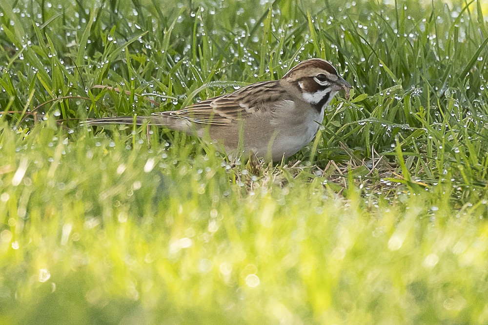 Bruant à joues marron - ML613016182