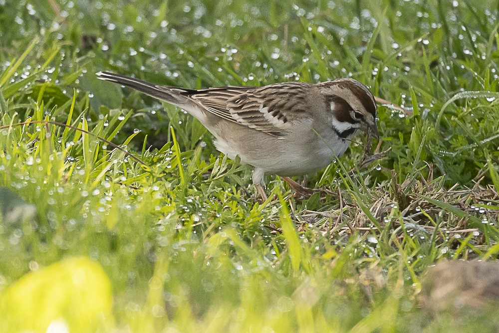 Bruant à joues marron - ML613016184