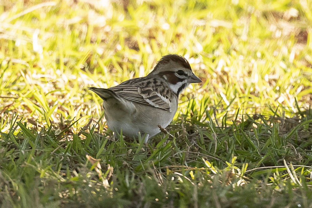 Bruant à joues marron - ML613016185