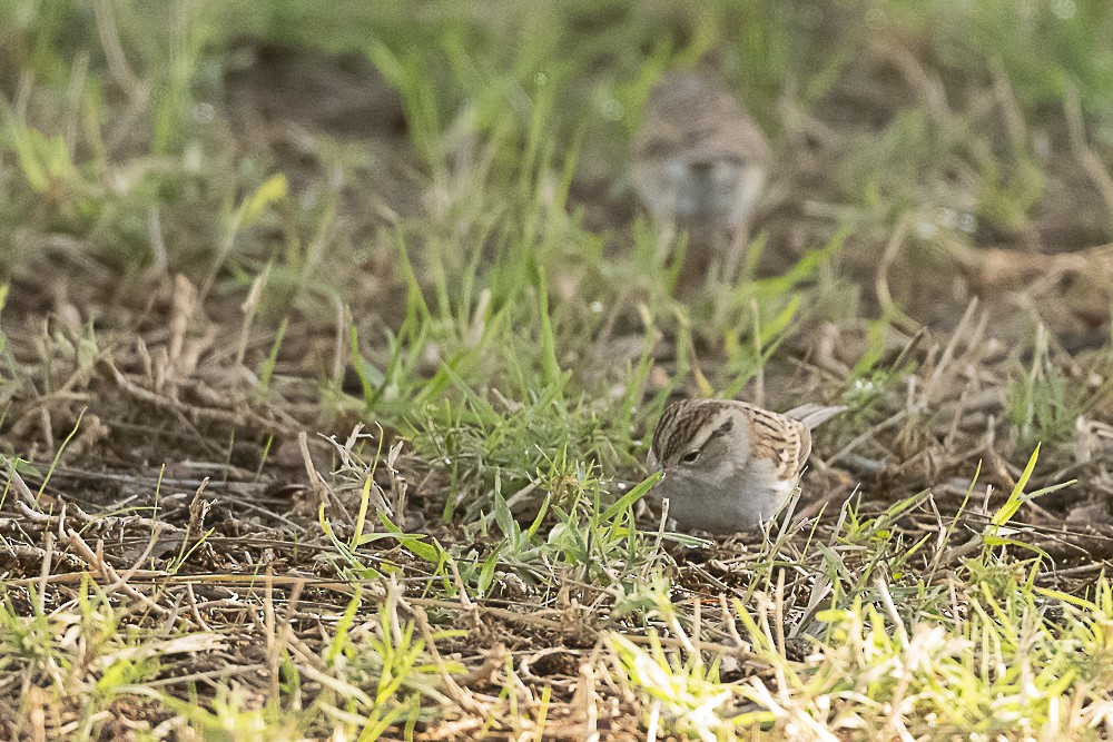 Chipping Sparrow - ML613016217