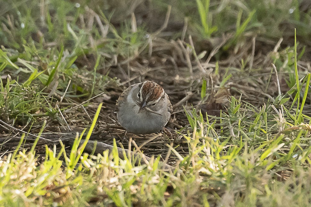 Chipping Sparrow - James McNamara