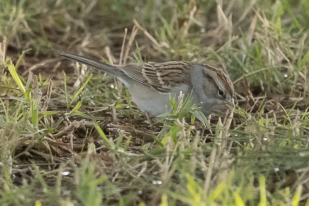 Chipping Sparrow - ML613016219