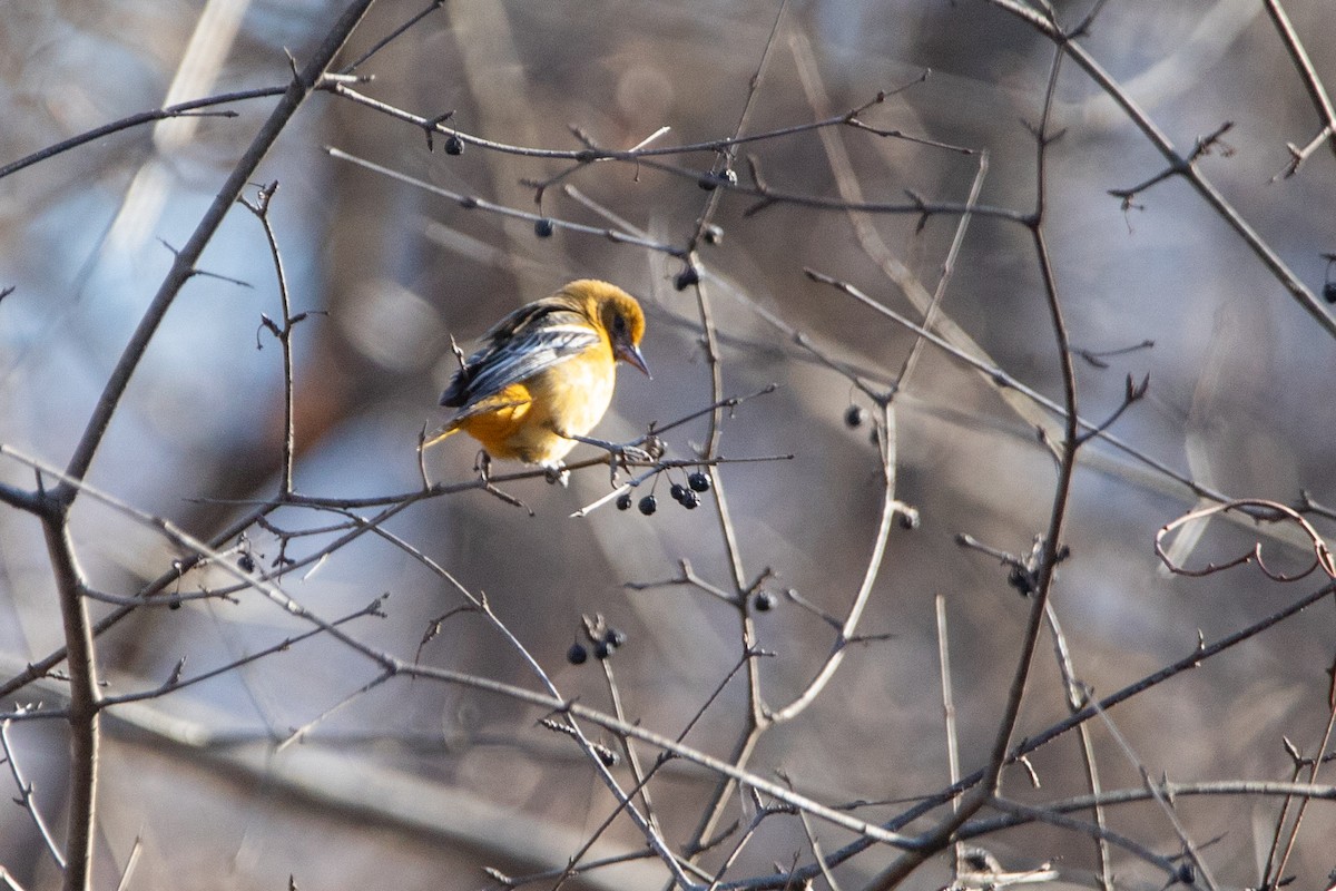 Baltimore Oriole - ML613016231