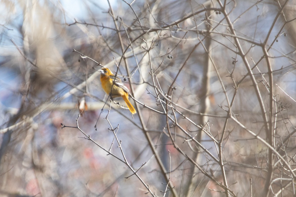 Baltimore Oriole - ML613016234