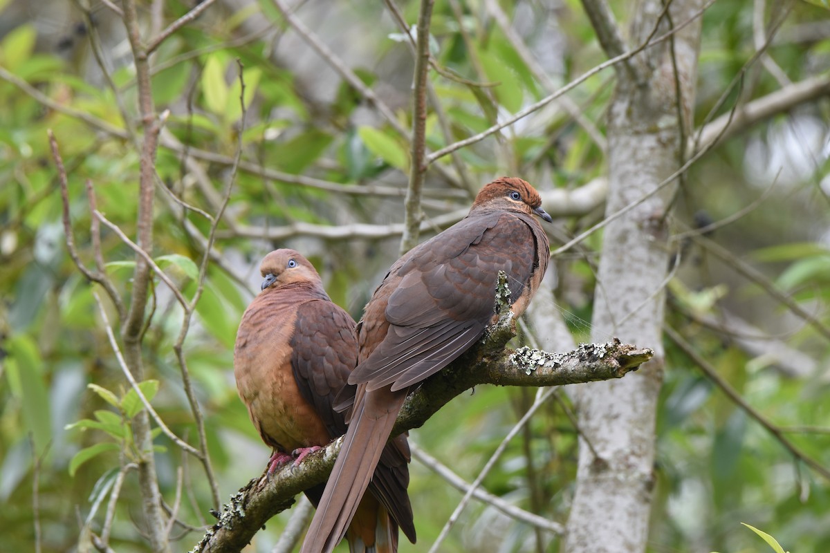 Brown Cuckoo-Dove - ML613016262