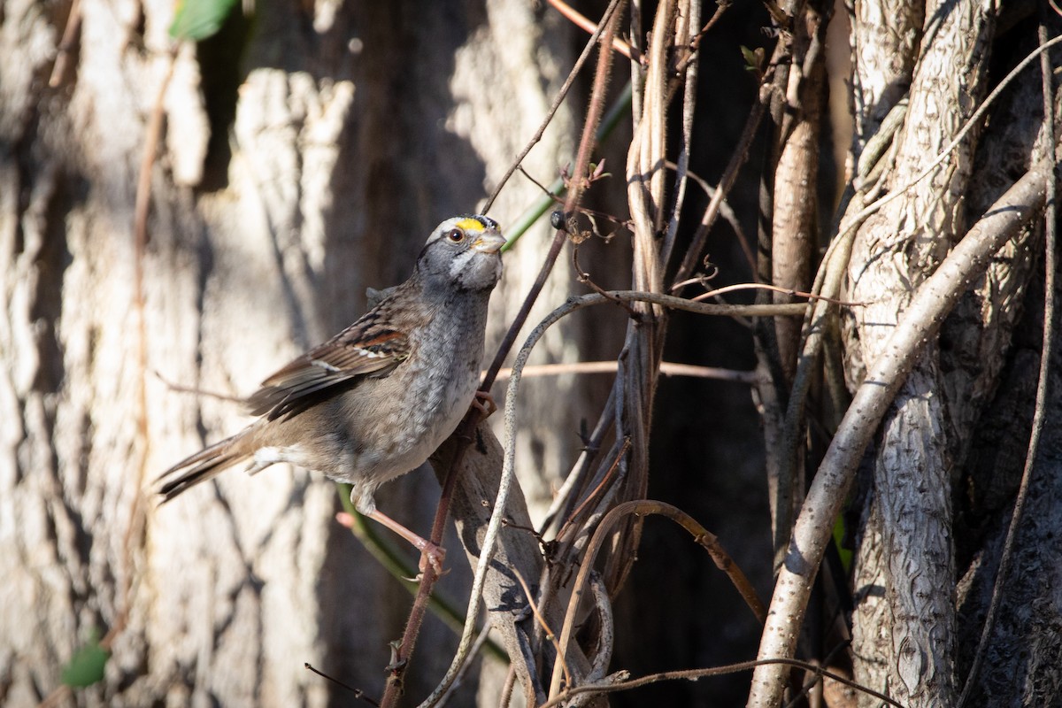White-throated Sparrow - Jacquelyn Wells