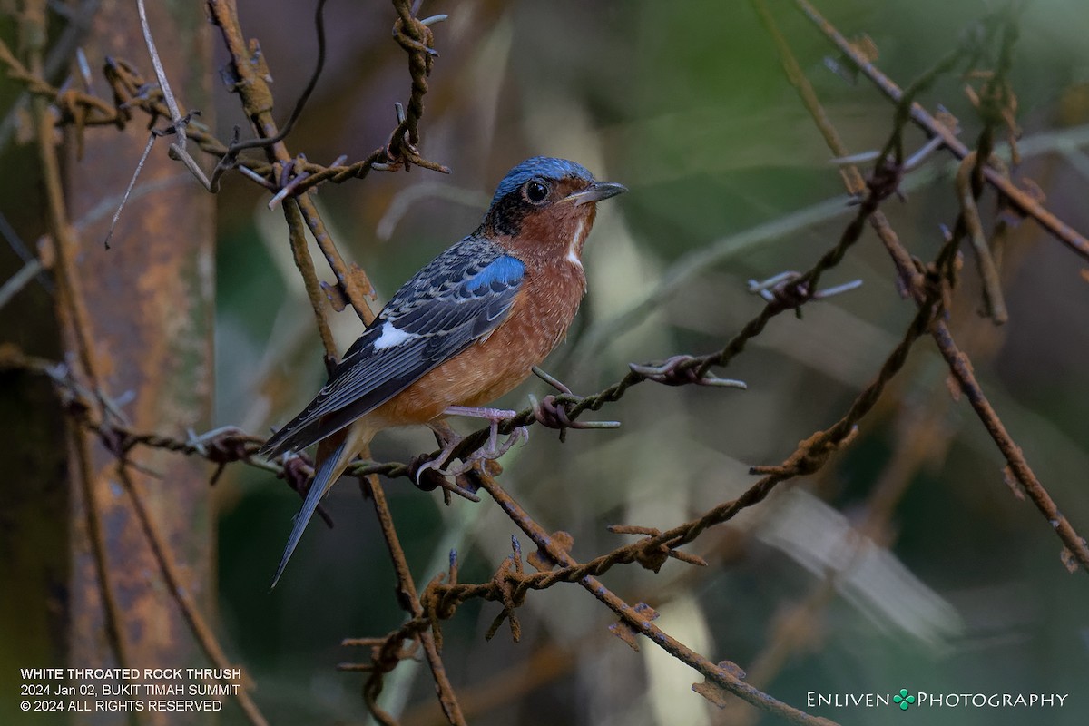 White-throated Rock-Thrush - ML613016286
